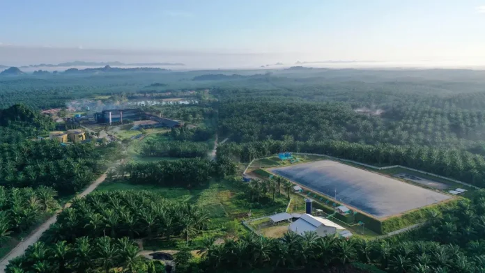 Ilustrasi kebun sawit